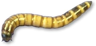 Livefood UK Live Morio Worms Mega tub 80g Livefood for Reptiles, Chickens and Birds (80 gram)