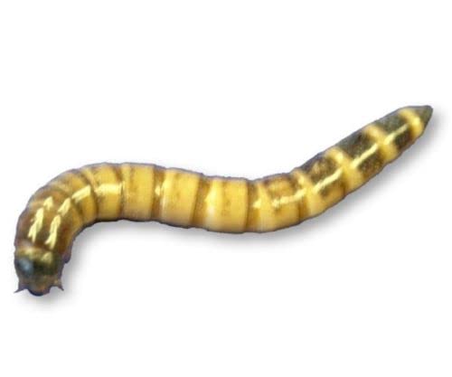 Livefood UK Live Morio Worms Mega tub 80g Livefood for Reptiles, Chickens and Bi