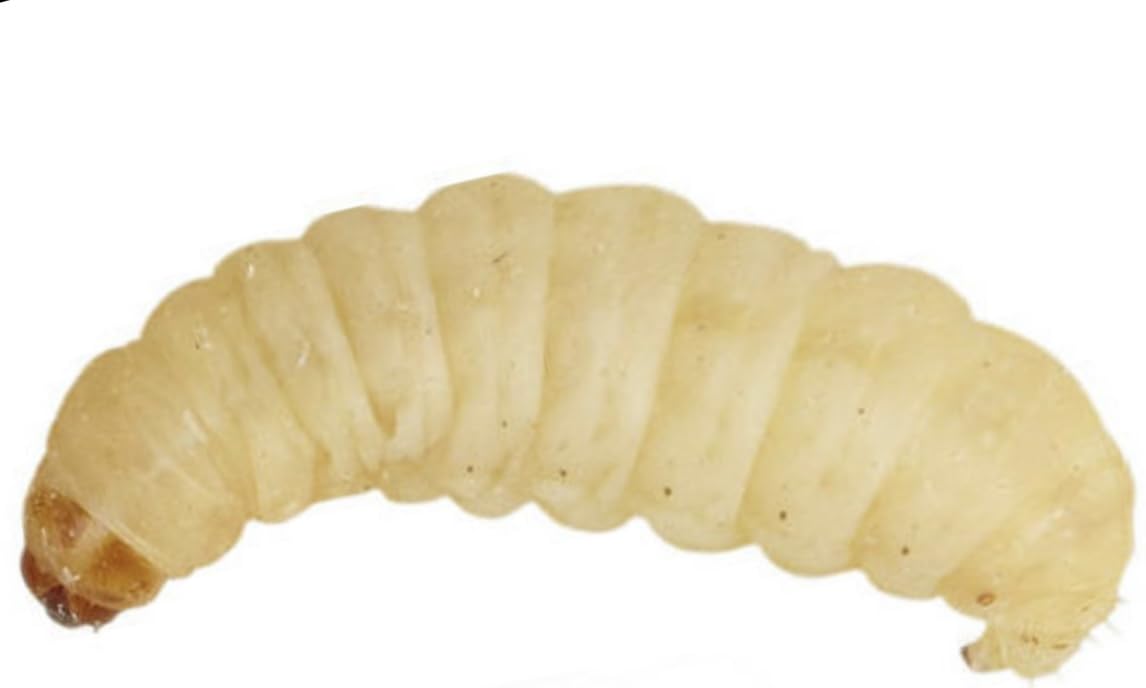UINCLU Waxworms 50 Pack (15g) - Reptile, Bird, Small Mammal - Pets - Pet Owners,