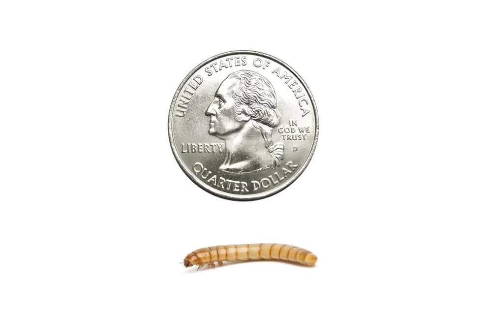 500 Large Live Mealworms Nutritious Live Reptile Food, Ideal for Reptiles, Packe