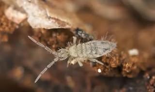 Essex Reptile Live Springtail Starter Colony 32g - Approx 250 Springtails - Bio Active Custodians