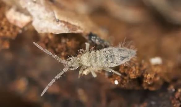 Essex Reptile Live Springtail Starter Colony 32g - Approx 250 Springtails - Bio 