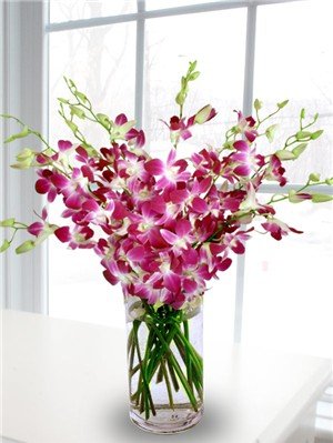 eFlowerWholesale Premium Fresh-Cut Purple Orchids with Vase (20 Stems) – Elegant