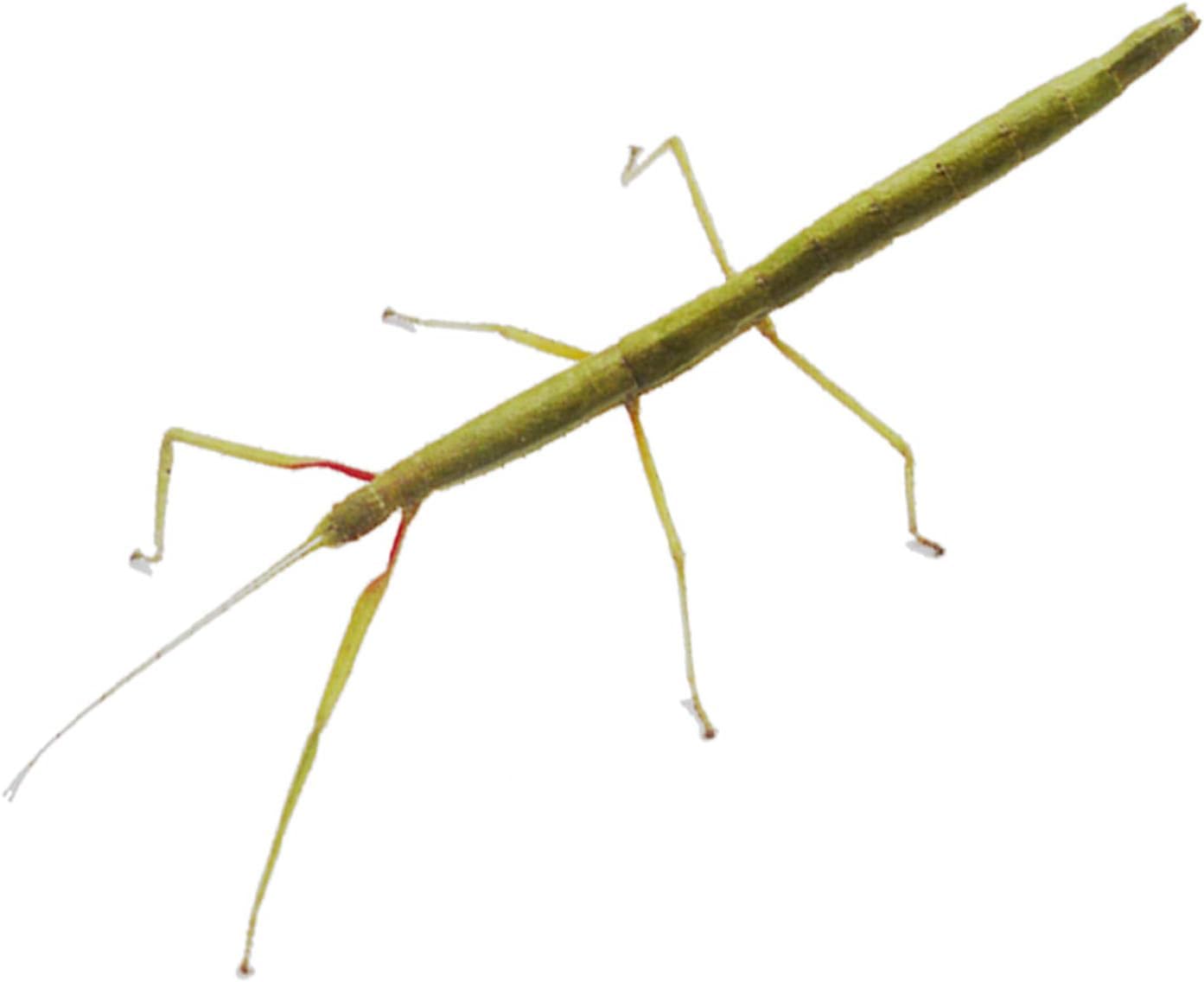 Indian Stick Insects, 8-10cm, Set of 5, Comes with Leaves for Feeding, 12 Months