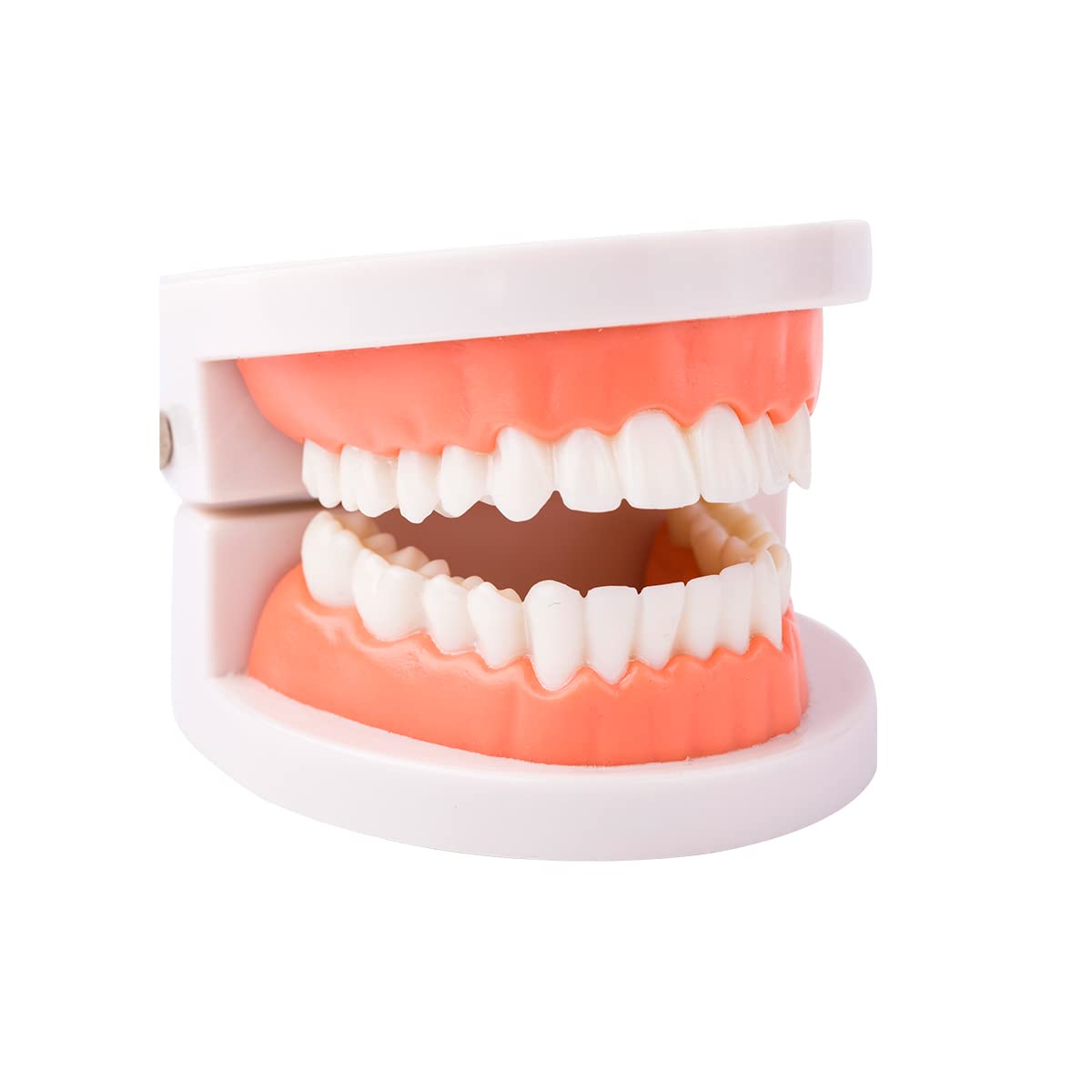 Dental Teeth Model, Standard Teeth Model, Denture Mouth Model Demonstration for 