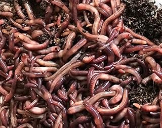 VERMI-FUTURE® Red Wigglers Live Composting Worms 1/2lb (Approx. 500) – Efficient Organic Waste Decomposition - Sustainable Soil Enrichment **Safe Winter Shipping**