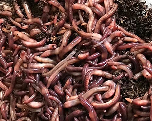 VERMI-FUTURE® Red Wigglers Live Composting Worms 1/2lb (Approx. 500) – Efficient