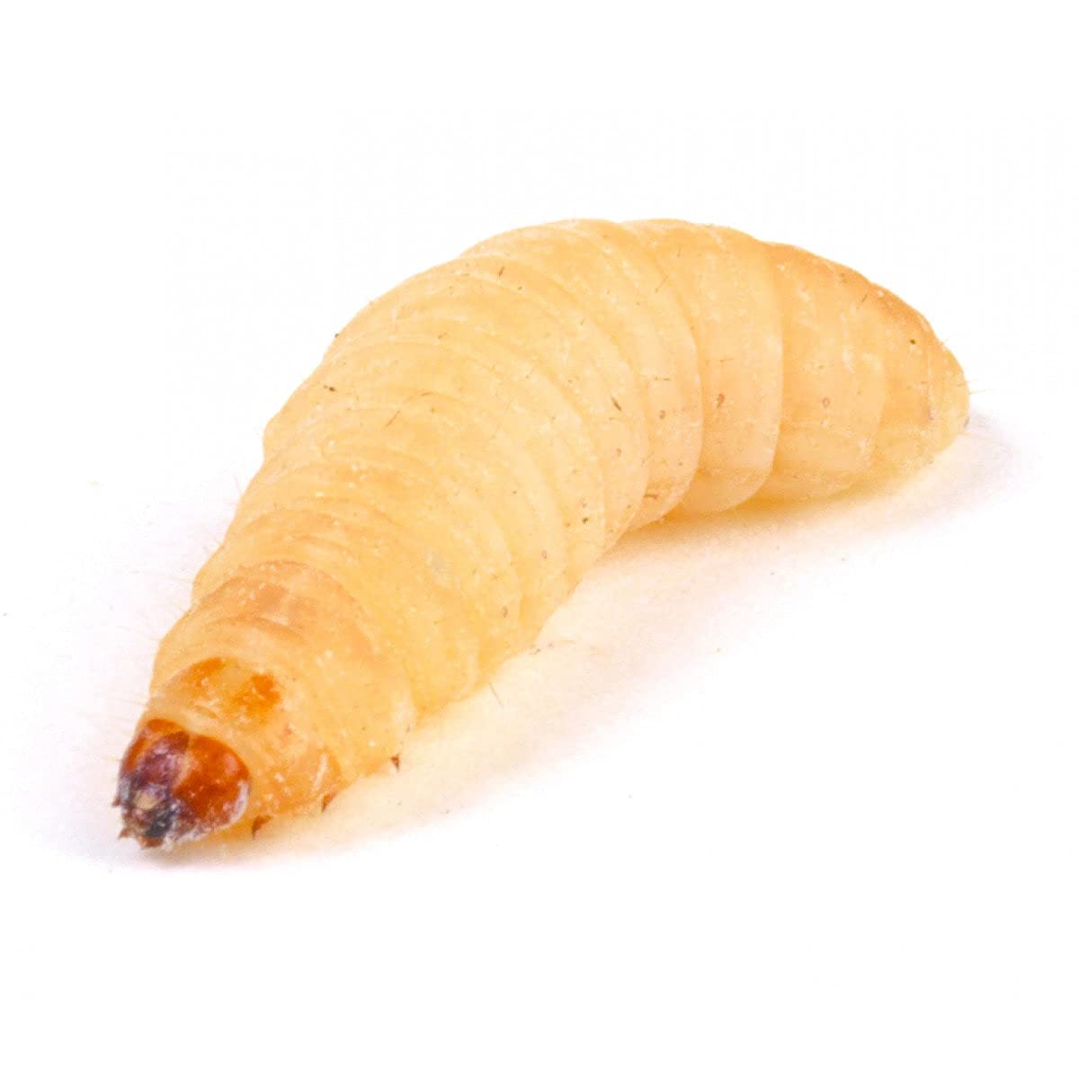 Essex Reptile Livefood - Waxworm (15-25mm) - Eco Pack of 30 - Feeder Insects for
