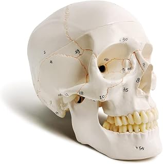 Classic Numbered Human Skull Model, Life Size 9" 3 Part W/Sutures Painted | EVOTECH SCIENTIFIC 54pcs Labeled Numbered Skull for Medical Student Shows Most Major Foramen Fossa and Canals