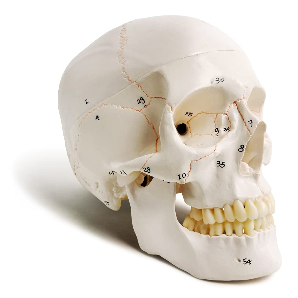 Classic Numbered Human Skull Model, Life Size 9" 3 Part W/Sutures Painted | EVOT