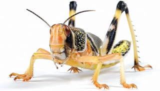 Essex Reptile Livefood - Large Locusts (22-35mm) - Eco Pack of 25 - Feeder Insects for Reptiles - Biodegradeable Packaging - Letterboxable