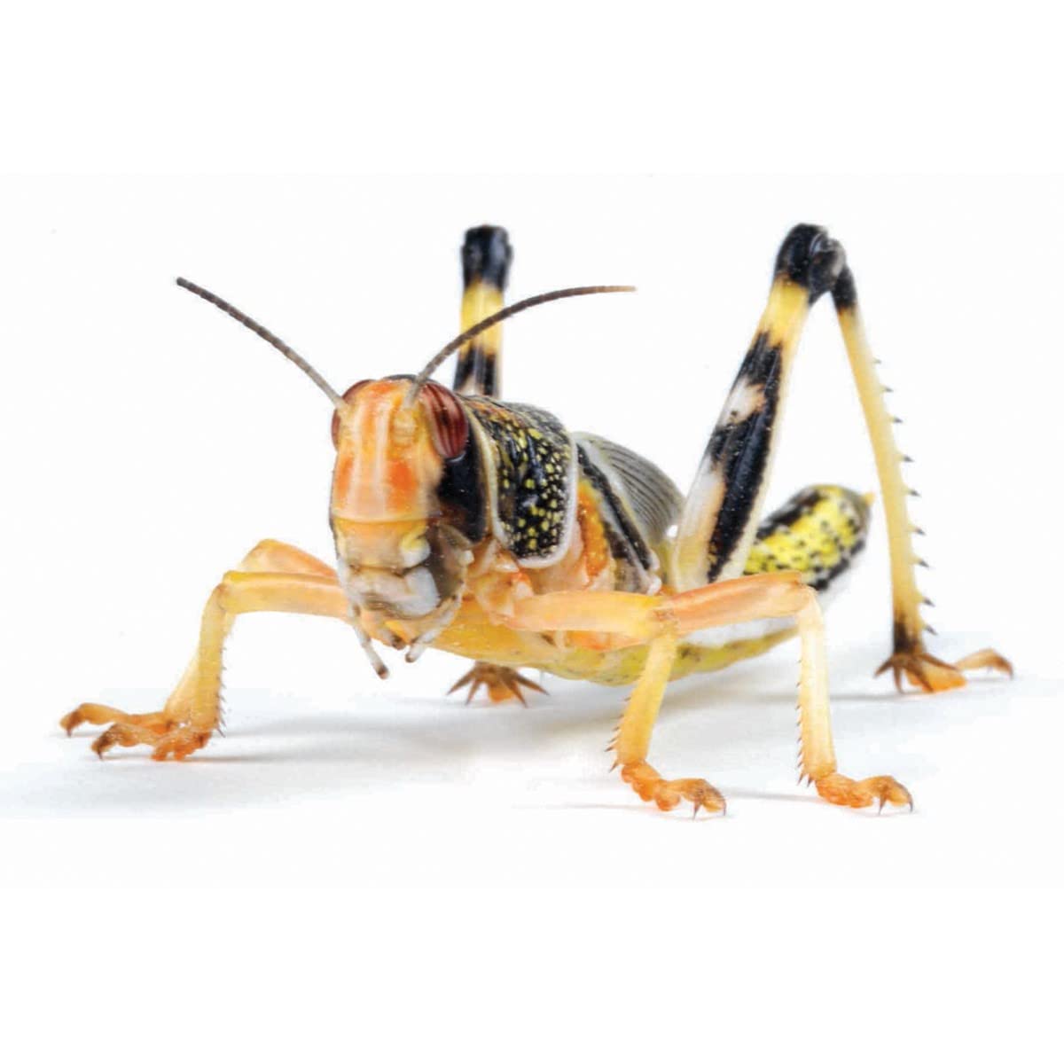 Essex Reptile Livefood - Large Locusts (22-35mm) - Eco Pack of 25 - Feeder Insec