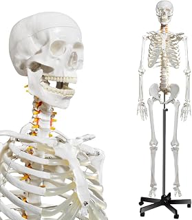 breesky Human Skeleton Model for Anatomy- Life Size Medical Human Skeleton Model with Nervous System 70.8 in with Rolling Stand for Medical Study and Display 3 Posters