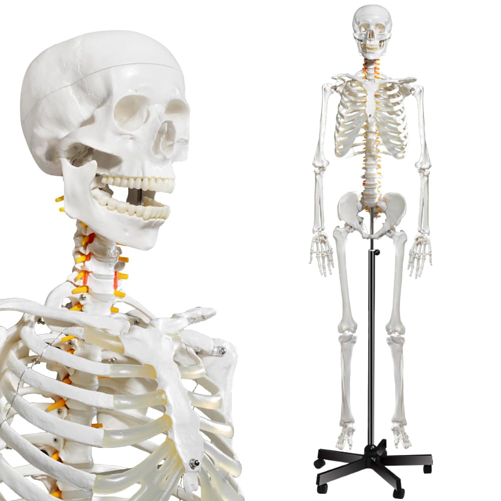 breesky Human Skeleton Model for Anatomy- Life Size Medical Human Skeleton Model