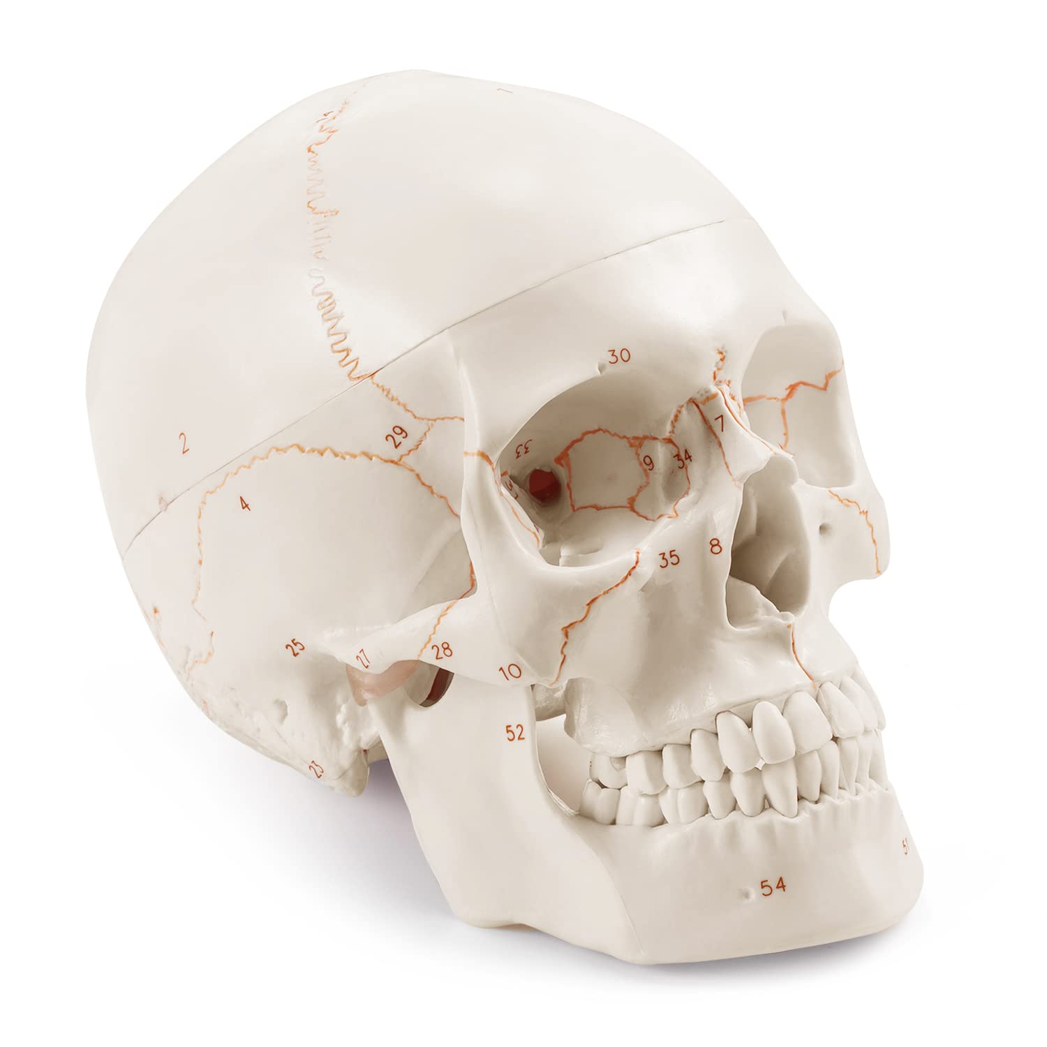 Upgraded Life Size Human Head Skull Anatomical Model with Laser-Etched Fonts Not