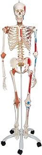 Human Skeleton Model, Movable Spine and Ligament Recreation with Muscle Coloring - Sam Skeleton Model ~Super Skeleton~, Upright Stand Design - 3B Scientific