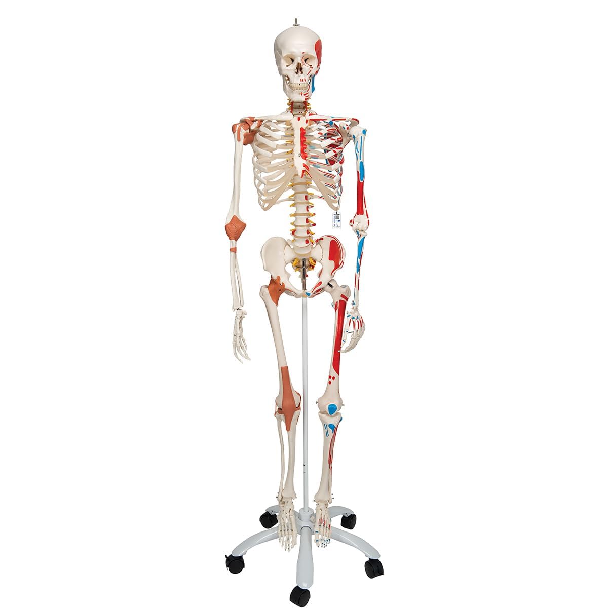 Human Skeleton Model, Movable Spine and Ligament Recreation with Muscle Coloring