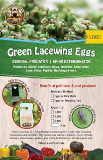 NaturesGoodGuys - Green Lacewing Eggs (5000 Eggs)