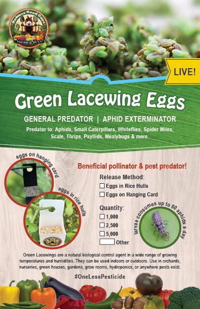 NaturesGoodGuys - Green Lacewing Eggs (5000 Eggs)