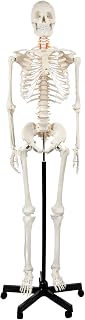 Axis Scientific Life Size Skeleton Model for Anatomy Study | Includes 3 Printed Guides, Pelvic-Mounted Rolling Stand, US-Based Customer Service