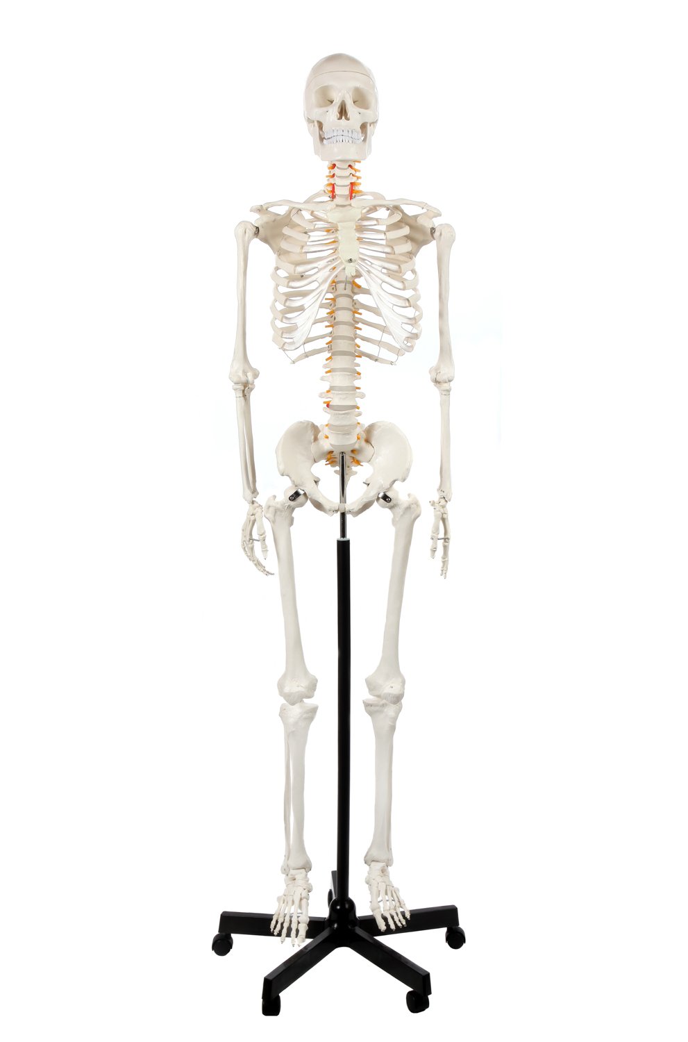 Axis Scientific Life Size Skeleton Model for Anatomy Study | Includes 3 Printed 