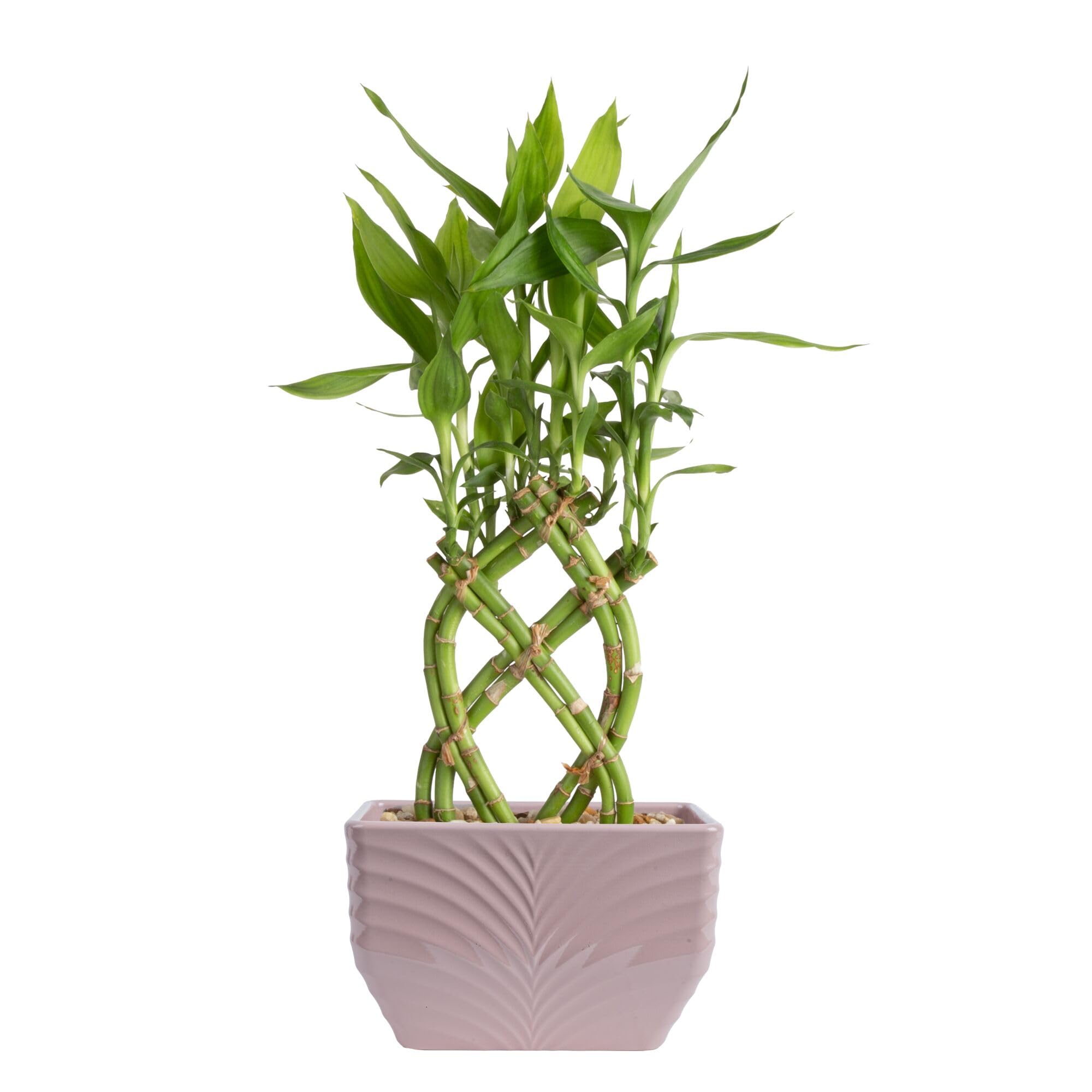 Costa Farms Lucky Bamboo Plant, Easy to Grow Live Houseplant in Indoor Bamboo Po