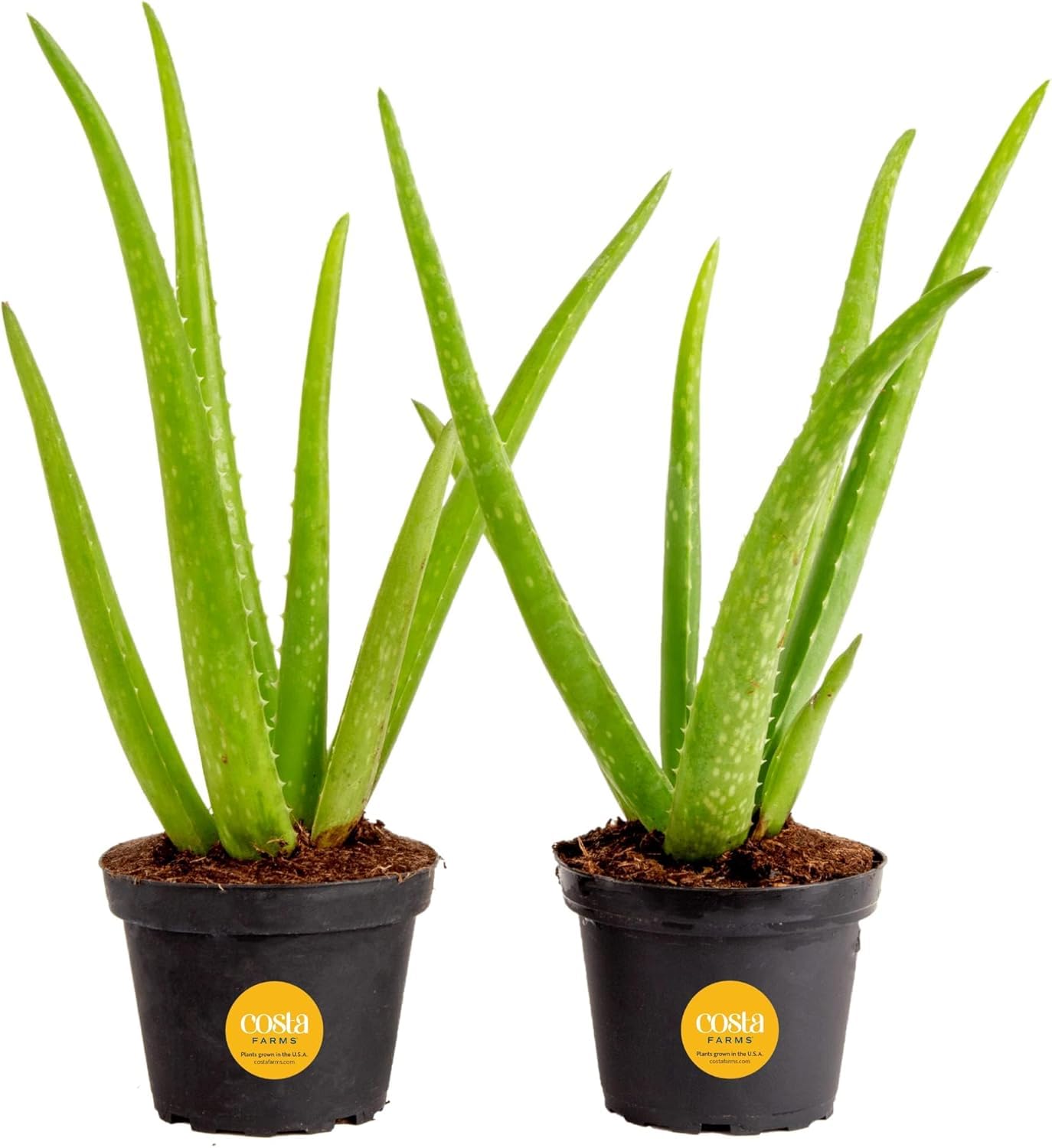 Costa Farms Aloe Vera Live Indoor Succulents, 7-in Tall, 2-Pack | Easy care succ