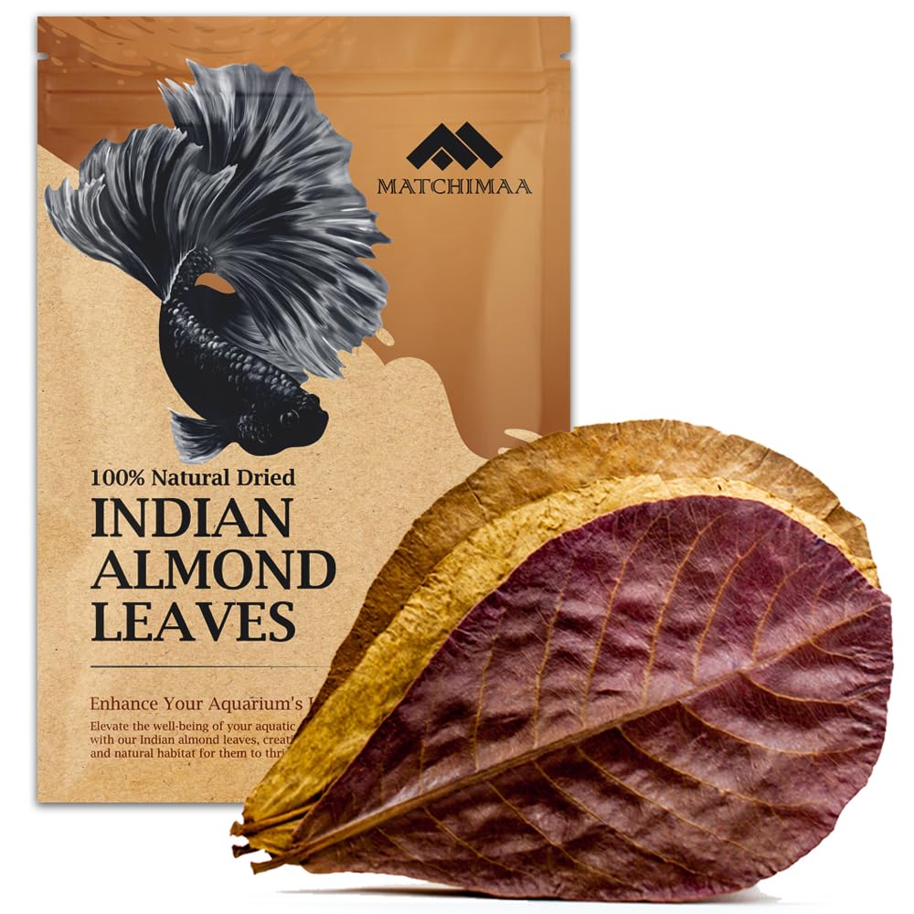 Premium Indian Almond Leave. Aquarium Decorations Size 6-9" Pack 50g(20-25 Leave