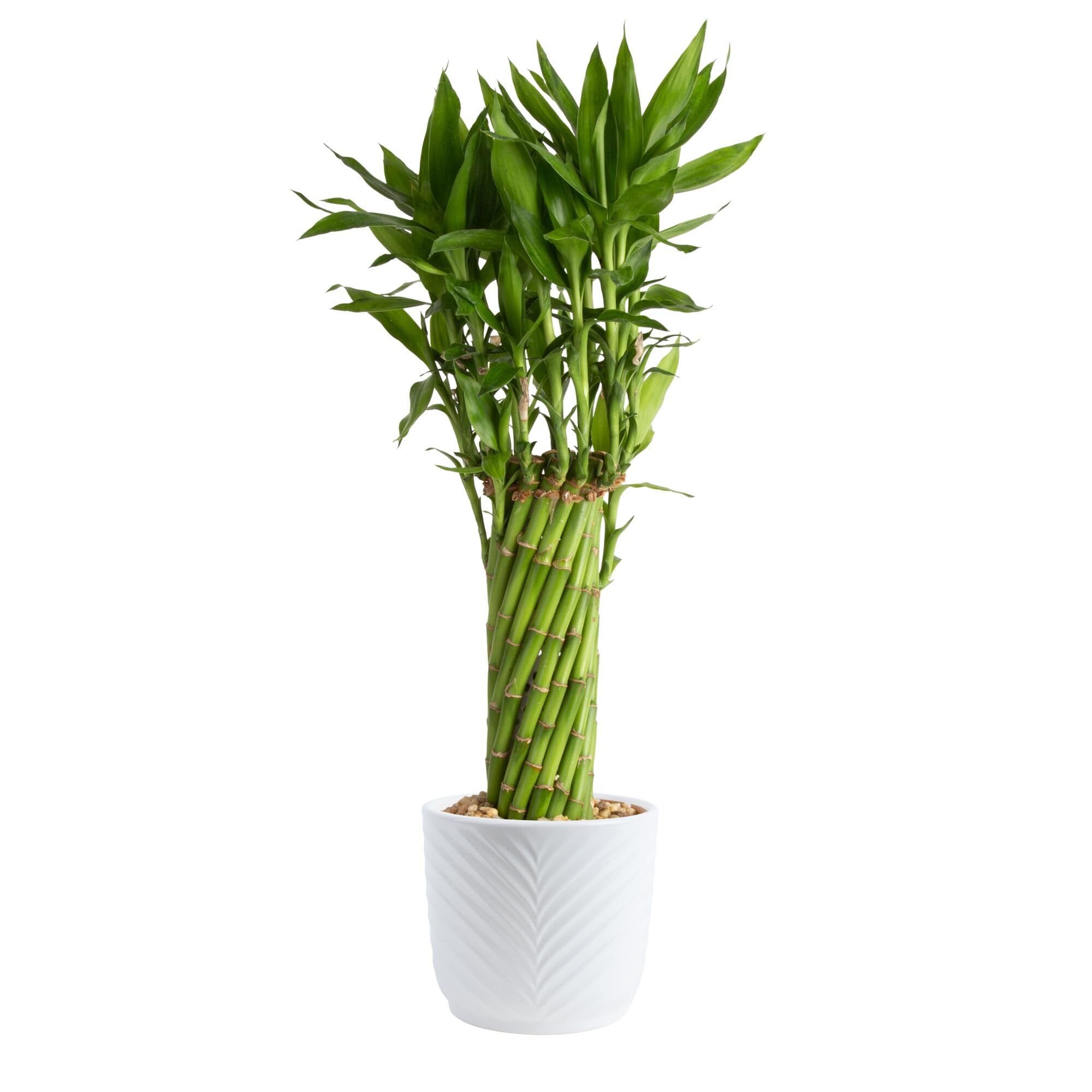 Costa Farms Lucky Bamboo, Live Indoor Plant, Easy Care, Home Decor | Good-luck s