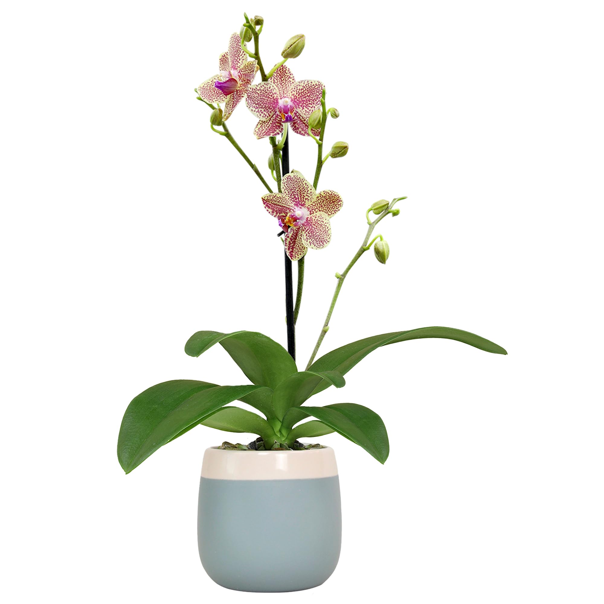 Premium Spotted Live Orchid Plant Blooming in 3.5" Blue & White Orchid Pot, Live