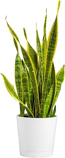 Costa Farms Snake Plant, Live Floor Plant, 2-3 Ft. Tall, Decorative Planter | Nearly indestructible and thrives in low light. Great indoor houseplant. Ideal housewarming or birthday gift.