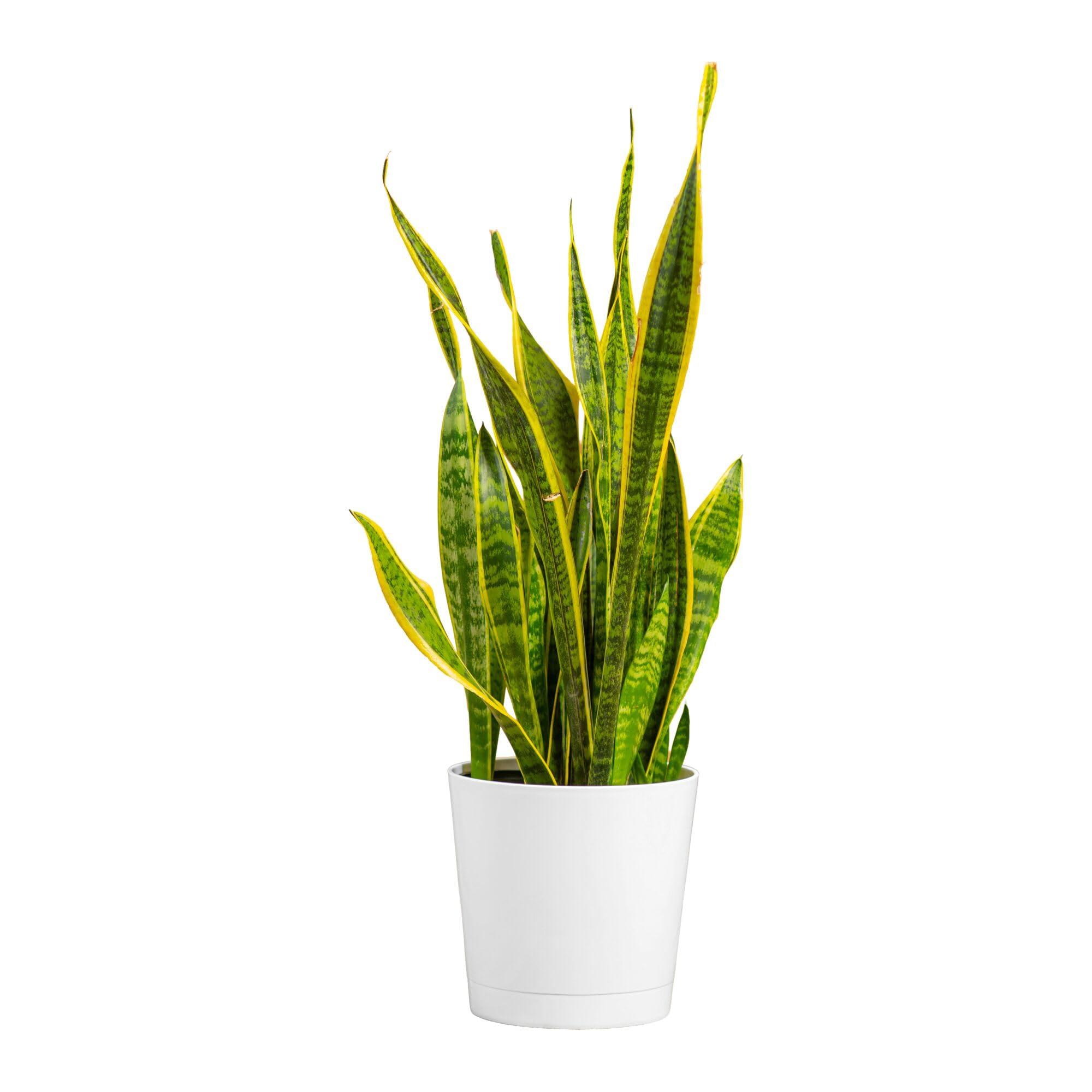 Costa Farms Snake Plant, Live Floor Plant, 2-3 Ft. Tall, Decorative Planter | Ne