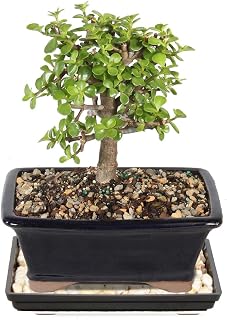 Brussel's Bonsai - Medium Jade Live Bonsai Tree, Potted Indoor Plant | 4 Years Old, 8" - 12" Tall, Decorative Potted Plant, Ready to Display, Indoor Plant for Home or Office