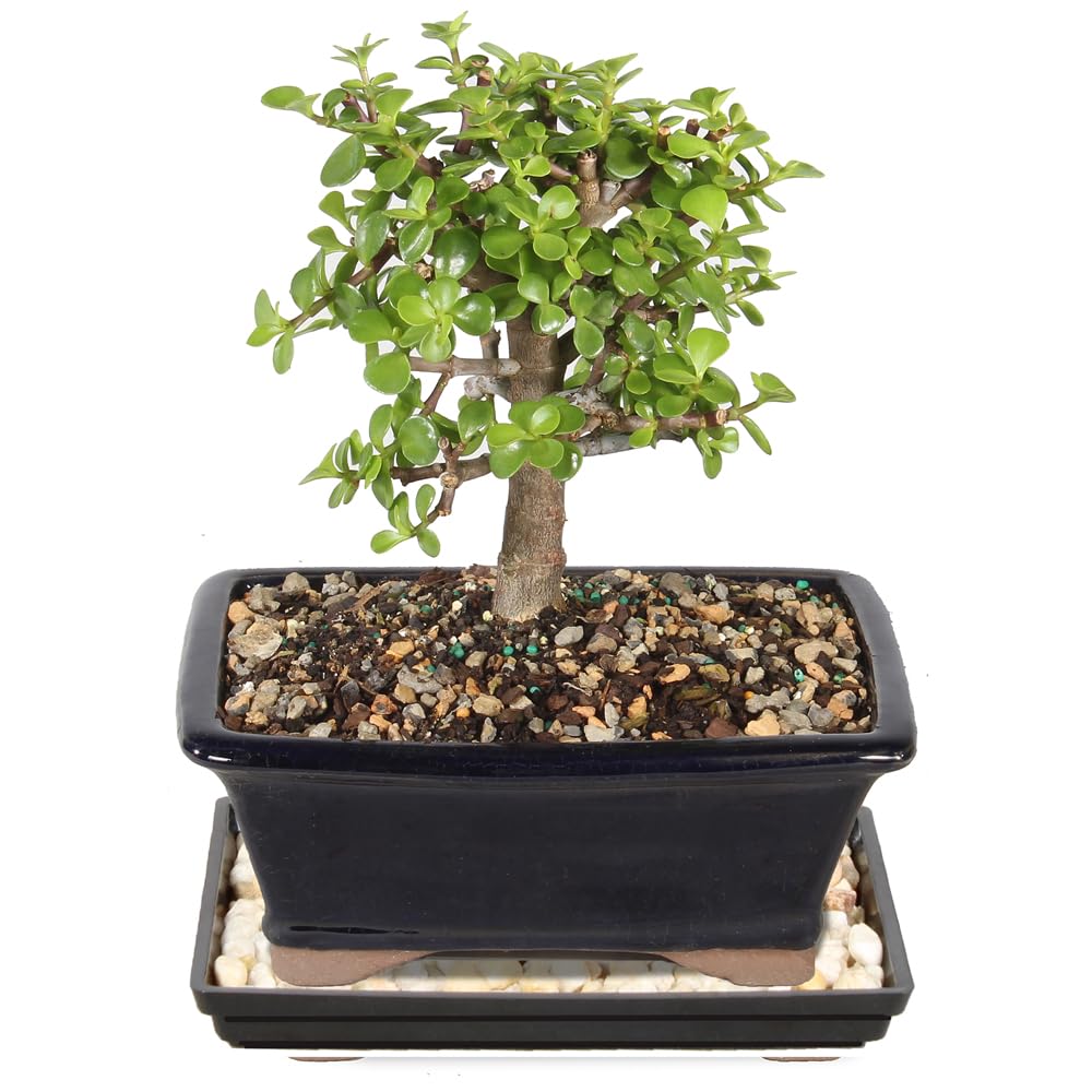 Brussel's Bonsai - Medium Jade Live Bonsai Tree, Potted Indoor Plant | 4 Years O