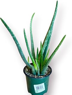 4in Aloe Vera, Beautiful Succulent, Live Real Succulent, Indoor Plant, Real Plant, Live Plant, Gifts for Special Occasions, Home Decor, Elegant Plant