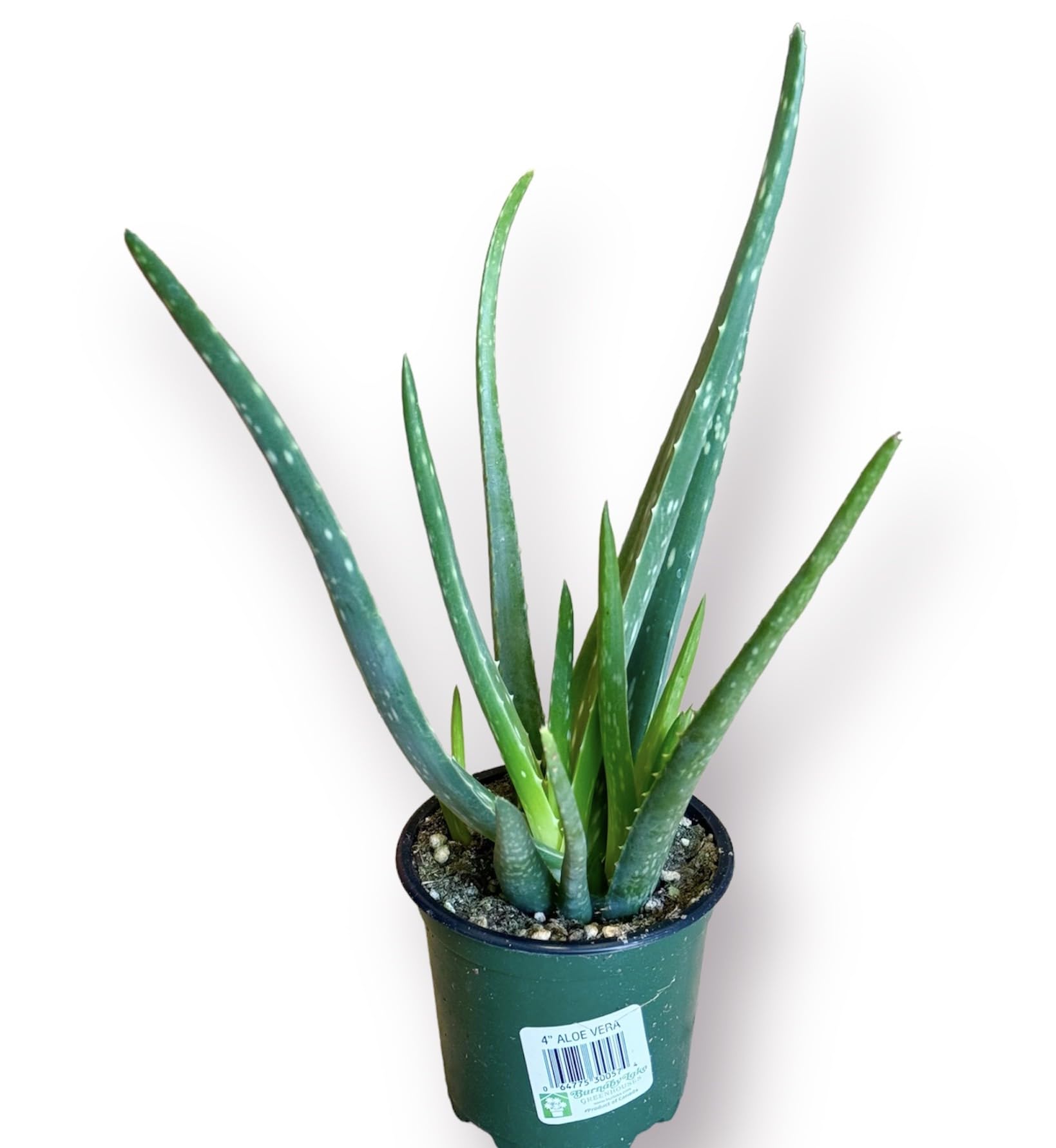 4in Aloe Vera, Beautiful Succulent, Live Real Succulent, Indoor Plant, Real Plan