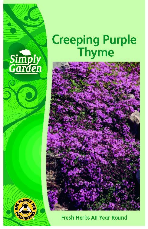 Purple Creeping Thyme Seeds – Perennial, Bee-Friendly Ground Cover for Rock Gard