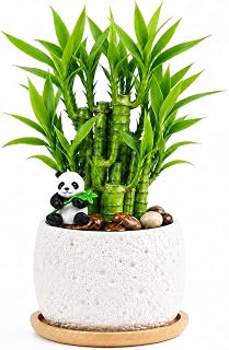 Ovaeor 5 Stalk Lucky Bamboo Plant Arrangement, 6-8 Inch Bamboo with Textured Planter, Panda Accent, Decorative Stones & Base, Indoor Bamboo Plant for Desk, Office & Home Decor,White