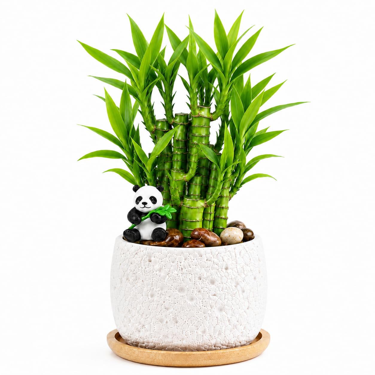 Ovaeor 5 Stalk Lucky Bamboo Plant Arrangement, 6-8 Inch Bamboo with Textured Pla