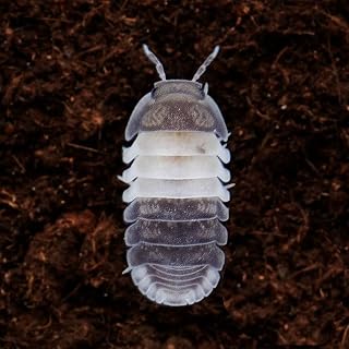 10x Cubaris ‘Panda King’ Isopods – 0.5–1cm – Clean Up Crew for Bioactive Terrariums (+Extras)