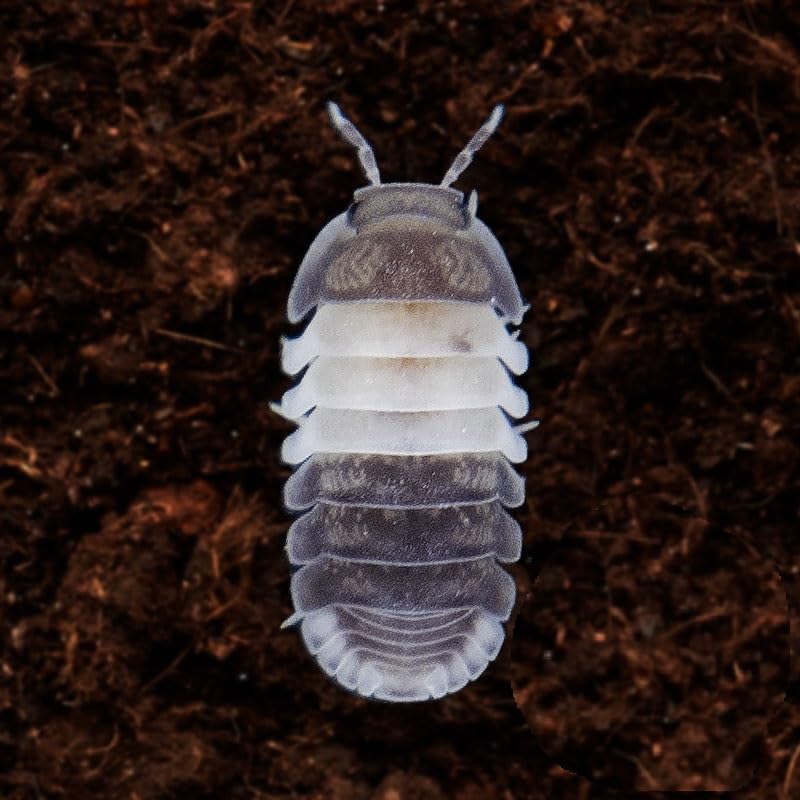 10x Cubaris ‘Panda King’ Isopods – 0.5–1cm – Clean Up Crew for Bioactive Terrari