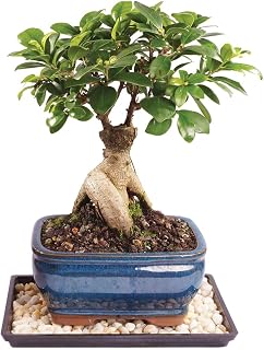 Brussel's Bonsai - Small Ficus Live Bonsai Tree, Potted Indoor Plant | 4 Years Old, 6" - 8" Tall, Decorative Potted Plant, Ready to Display, Indoor Plant for Home or Office
