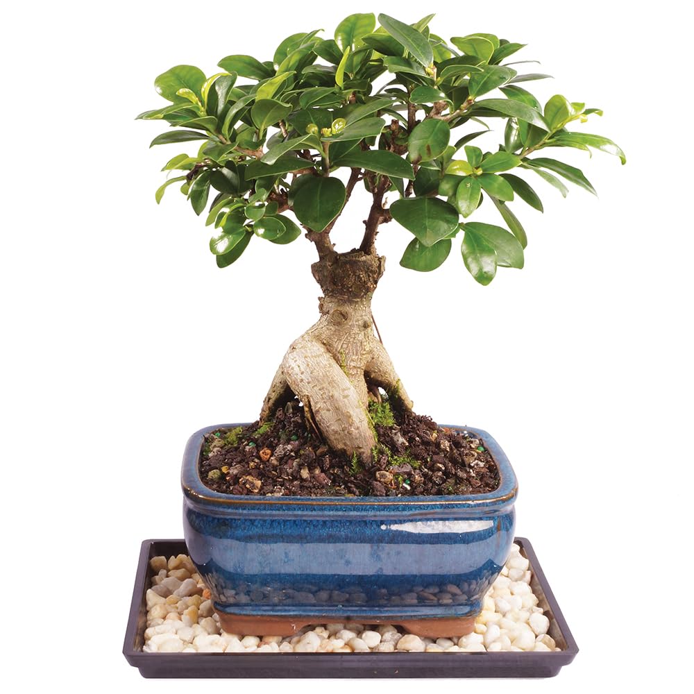 Brussel's Bonsai - Small Ficus Live Bonsai Tree, Potted Indoor Plant | 4 Years O