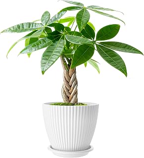 Small Live Braided Money Tree Plants in 4" White Pot, Indoor Bonsai | Easy Care Houseplant for Home Office Decor, Direct-From-Nursery, A Living and Growing Gift for Birthday Housewarming
