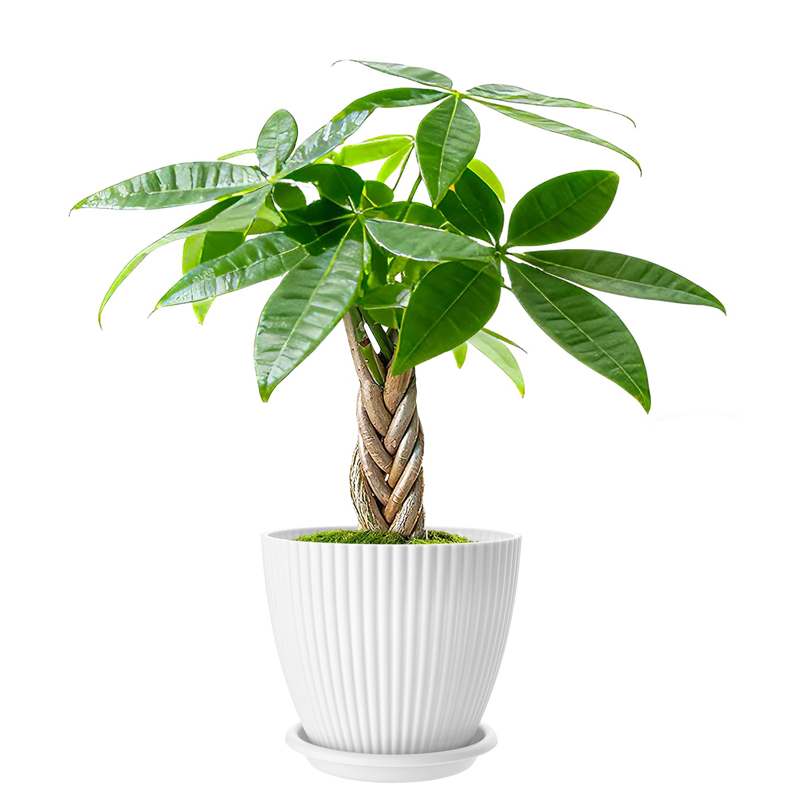 Small Live Braided Money Tree Plants in 4" White Pot, Indoor Bonsai | Easy Care 