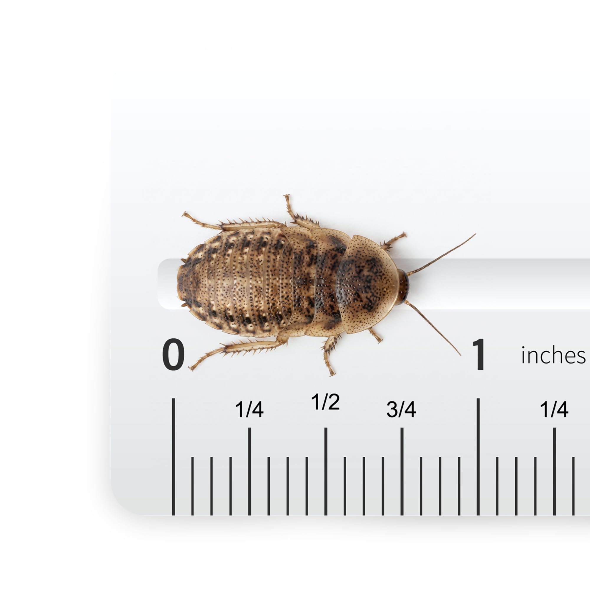 Josh's Frogs Medium Dubia Roaches, Live Feeder for Reptiles, 250 Count | High pr