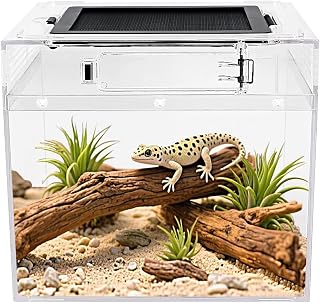 Reptile Growth Mini Reptile Terrarium,8" x 8"x 7" Reptile Tank with Full View Visually Appealing,for Insect,Fish,Tarantula,Hermit Crab,Jumping Spider,Iguana,Tortoise,Leopard Gecko,Frog,Bearded Dragon