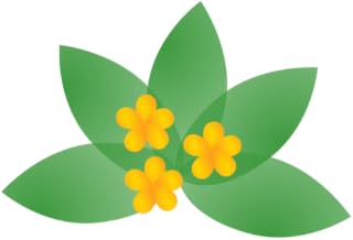 Medicinal Herbs Info
