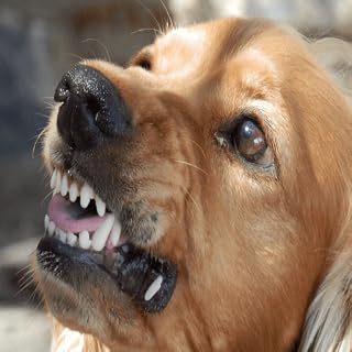 Angry Dog Sounds