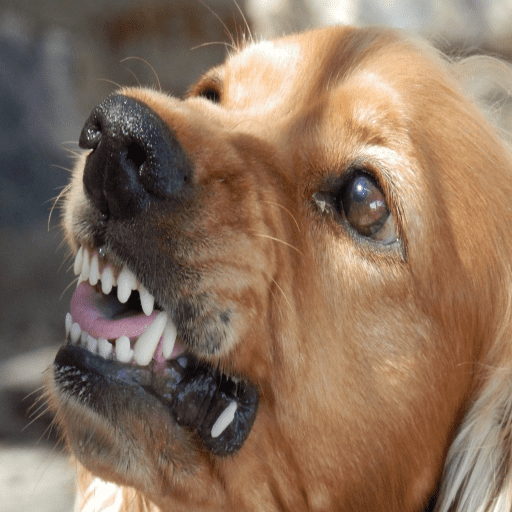 Angry Dog Sounds